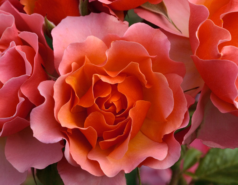 Tequila Supreme image 3