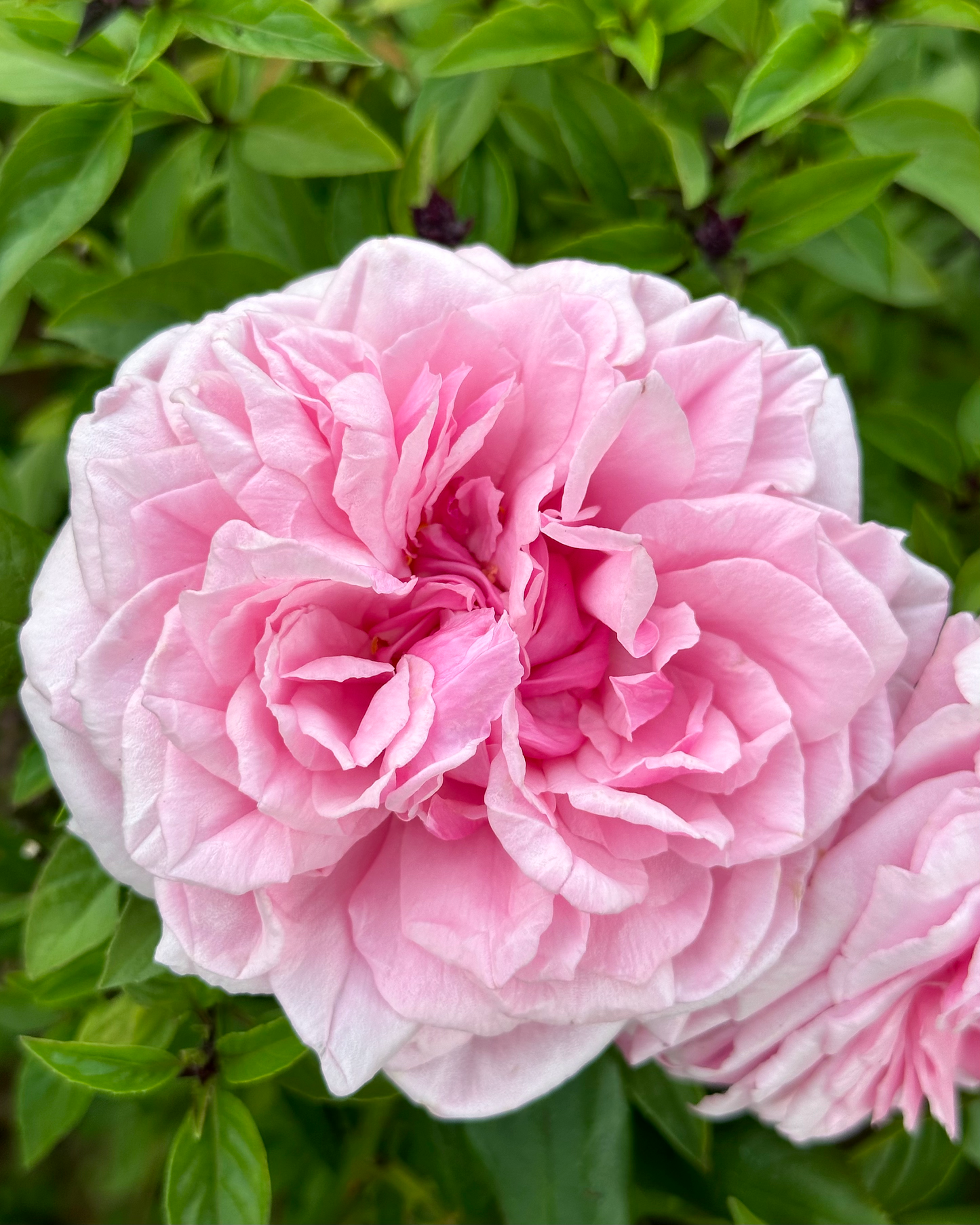 St. Genevieve de Paris image 2