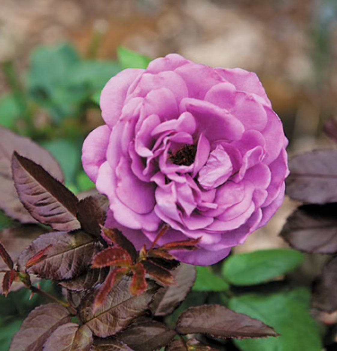 Plum Perfect image 1