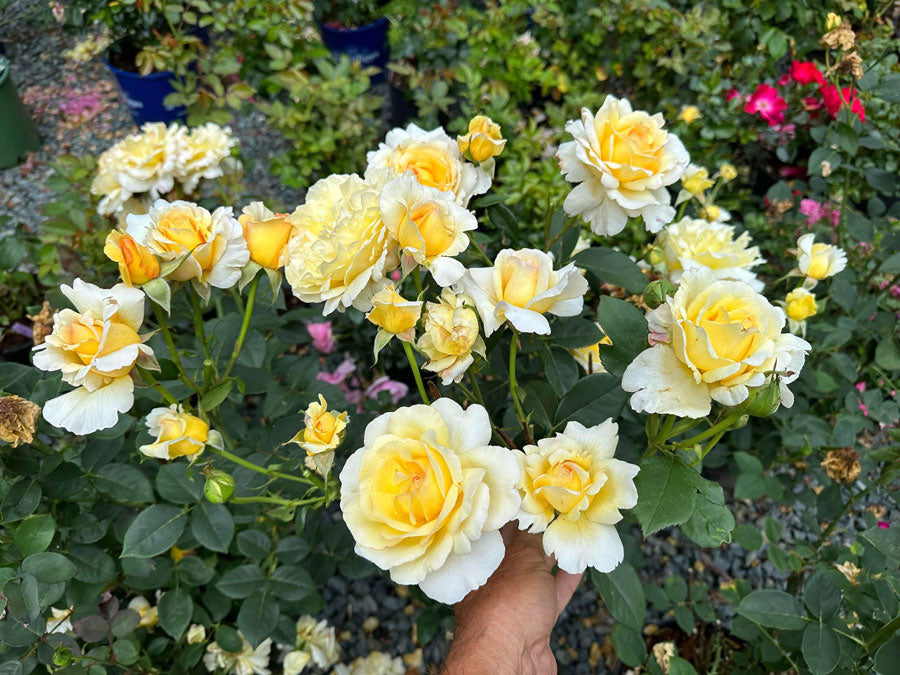 Heavenly Splendor image 3