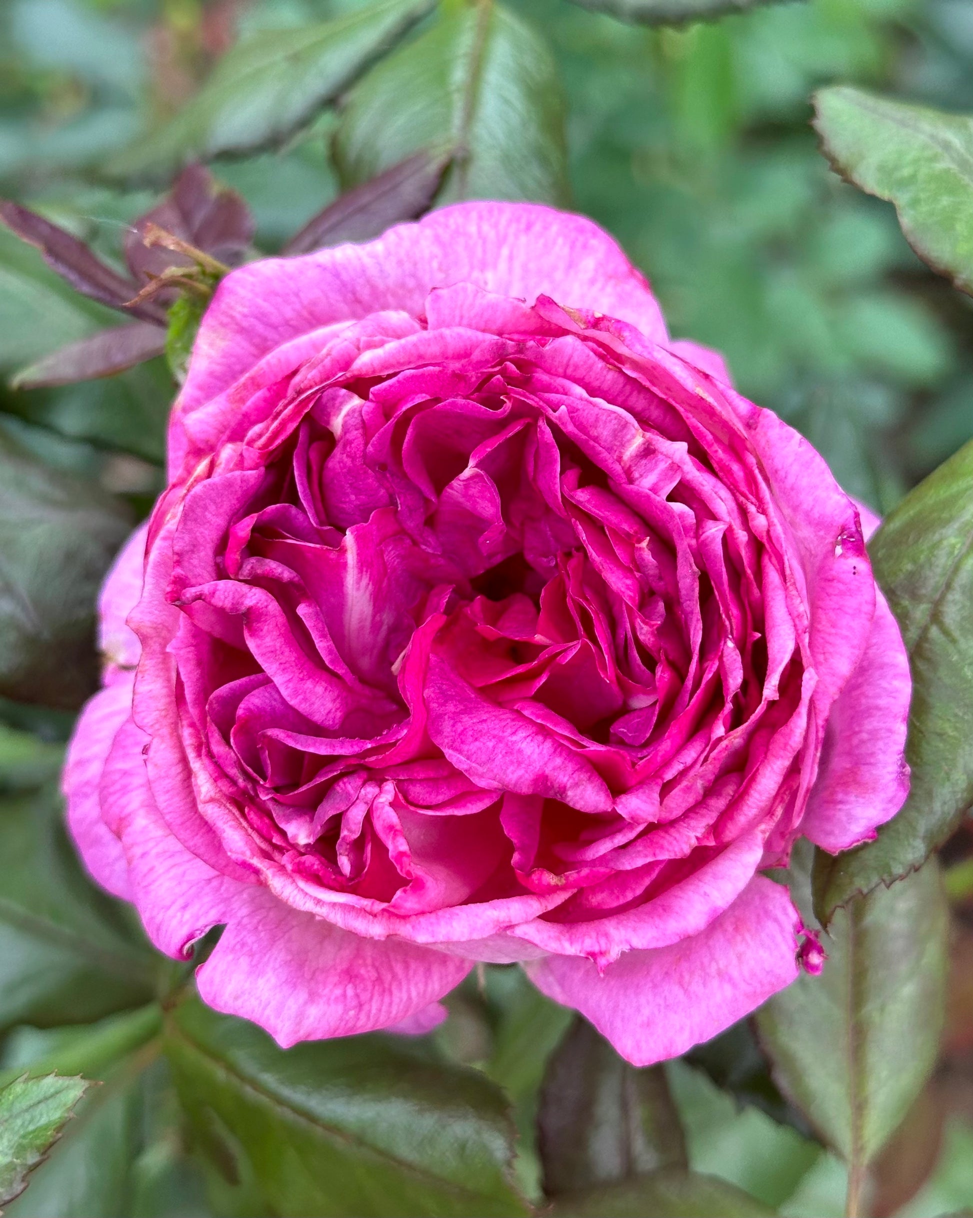 Blueberry Pannacotta (DELviopar) image 1