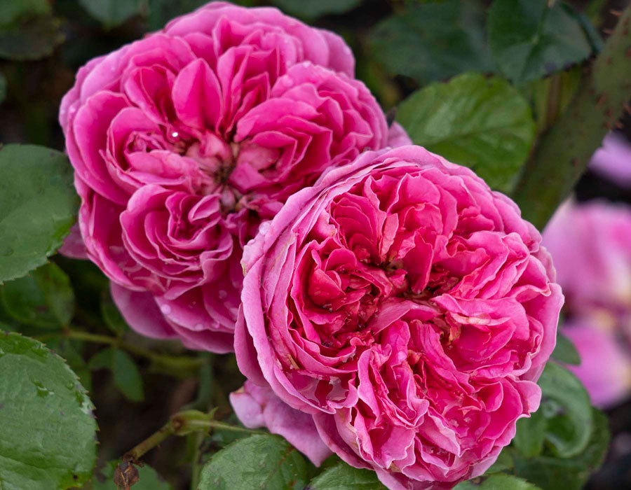 PowerPuff Pink image 2