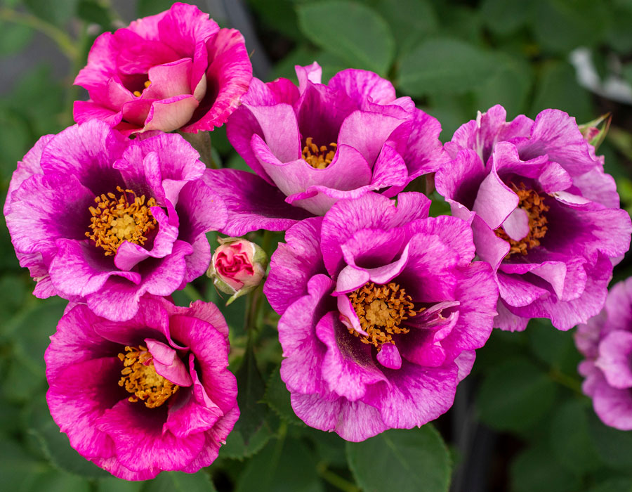 Eyeconic Plum Lemonade image 0