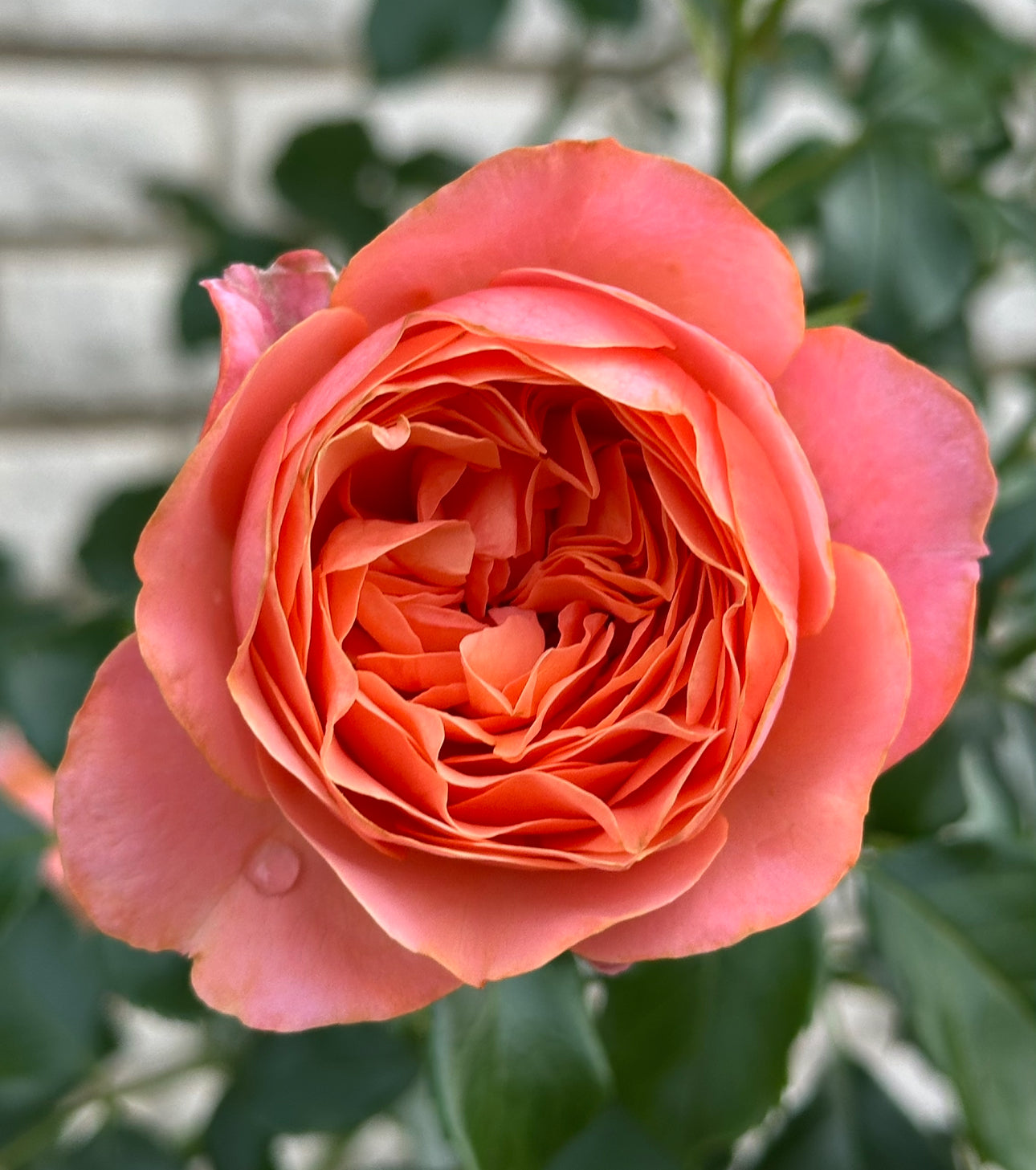 Coral Garden (KORzwanlio) image 0