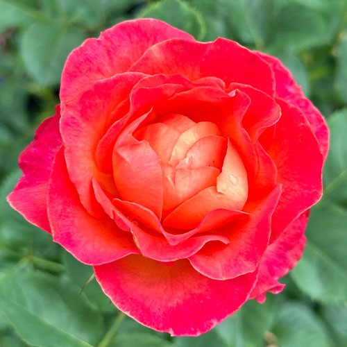 Volcano (KORcolipas) image 0