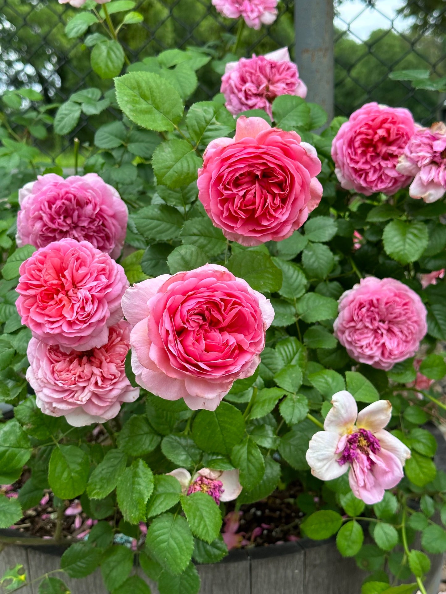 Princess Alexandra of Kent image 0