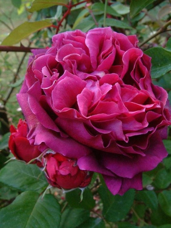 Duke of Edinburgh image 0