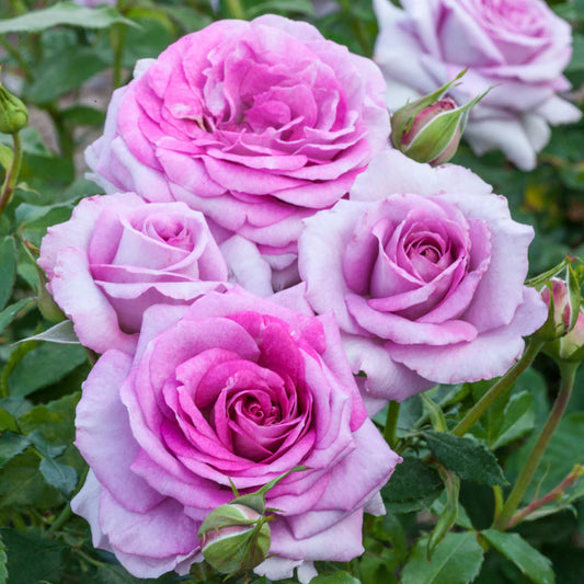 Violet’s Pride 24” Tree Rose