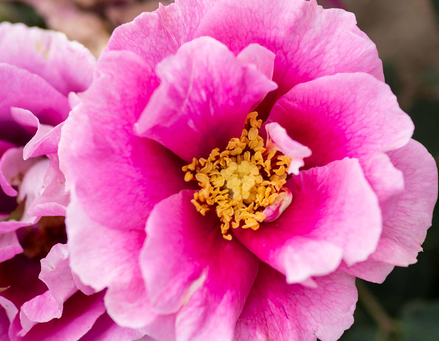 Eyeconic Plum Lemonade image 1