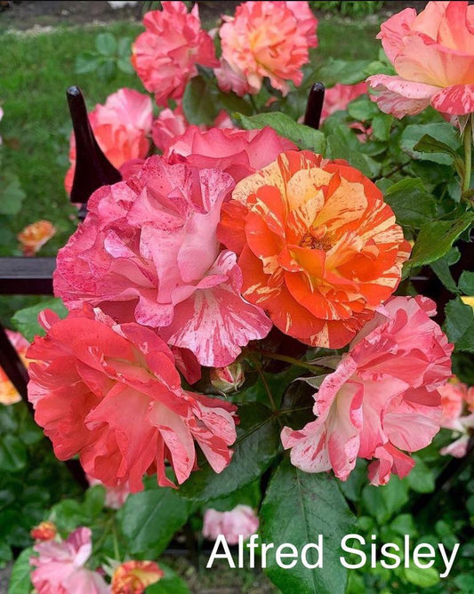 Ivan Crowther (DELstrijor) image 0