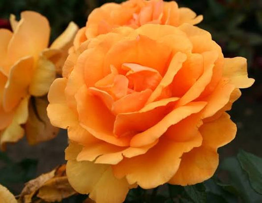 South Africa 24” Tree Rose