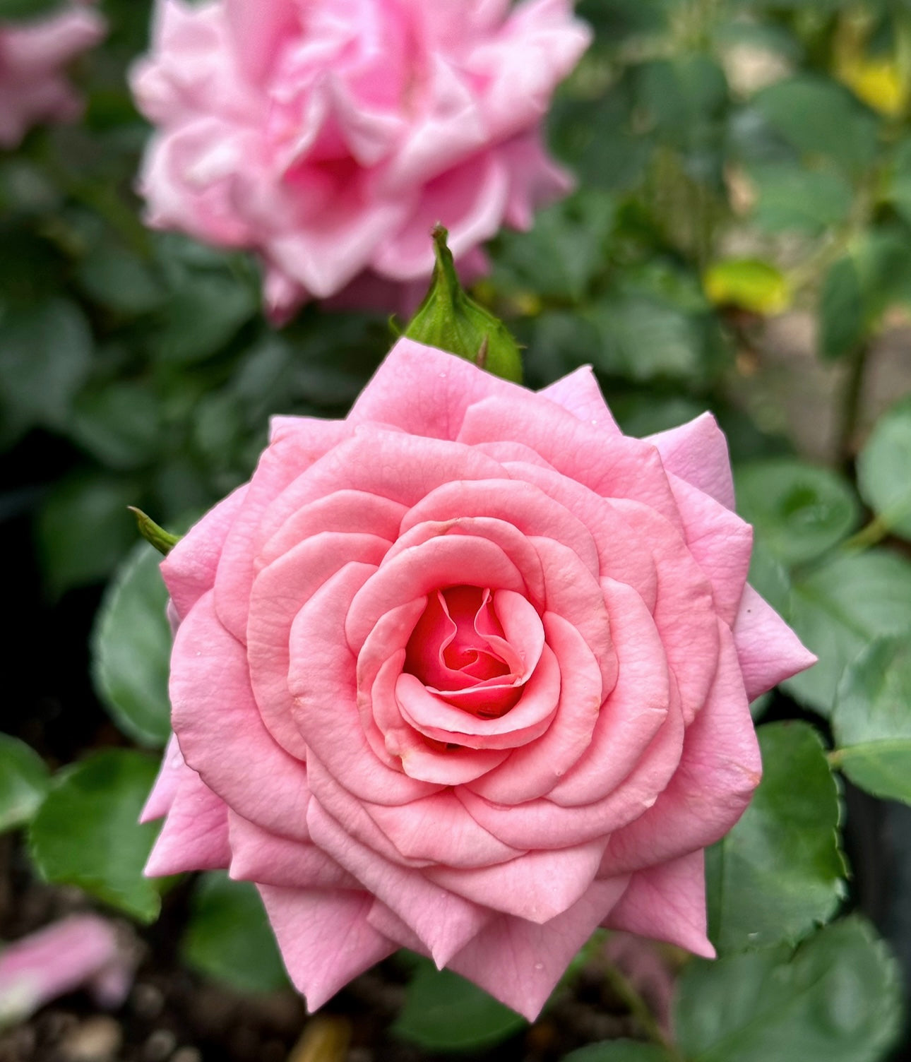 Pretty Dancer  image 0