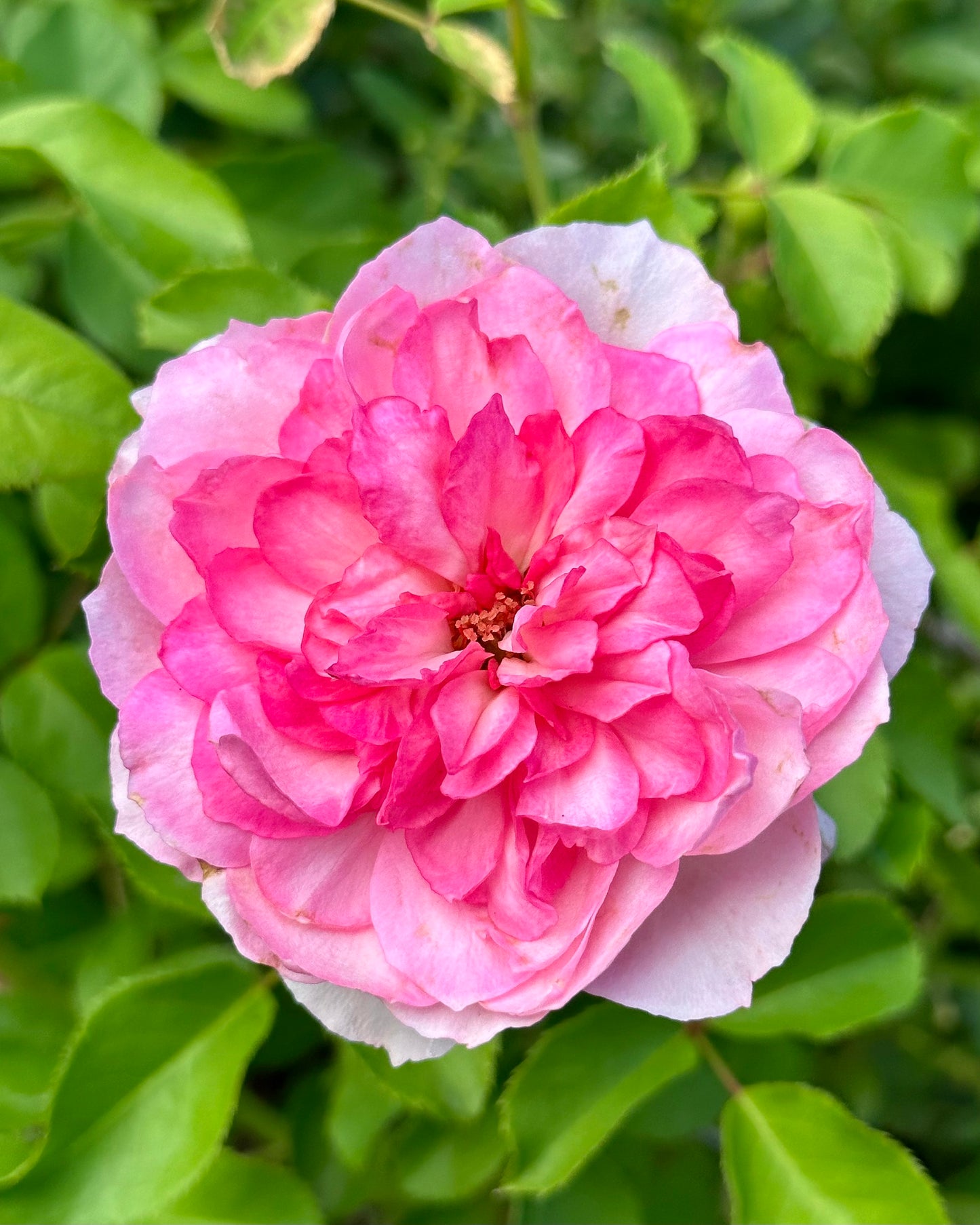 Coppelia (SAUban) image 2