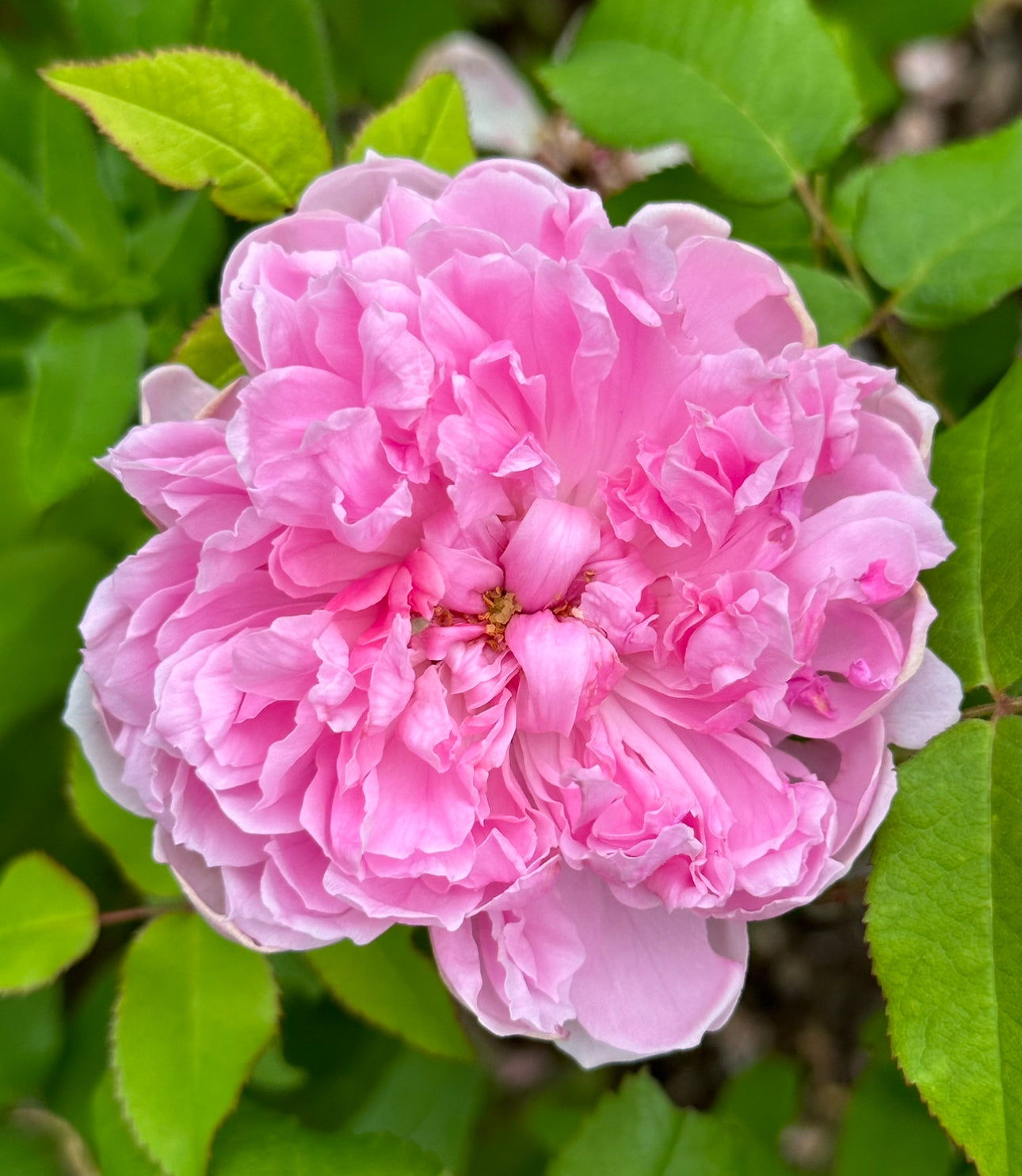 Marchessa Boccella image 0