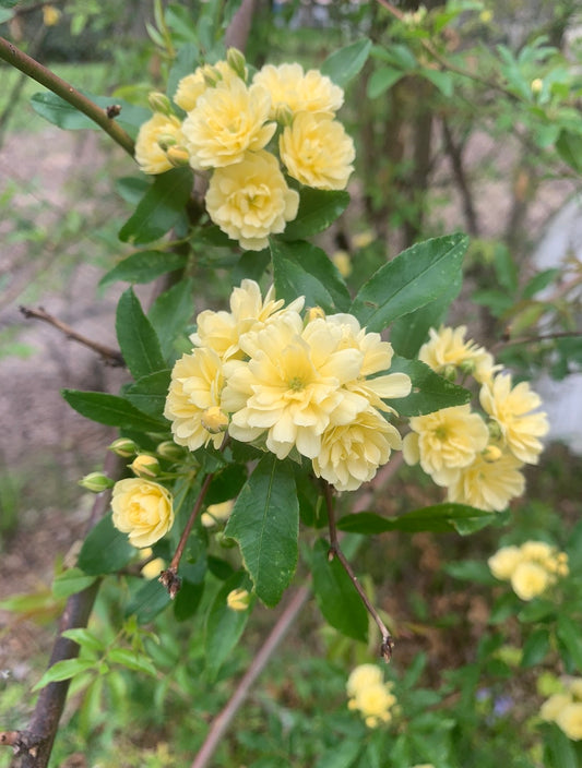 Climbing Lady Banks image 0