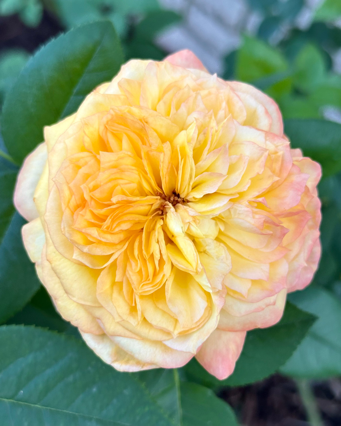 Auvergne (DELclaudibi) image 0