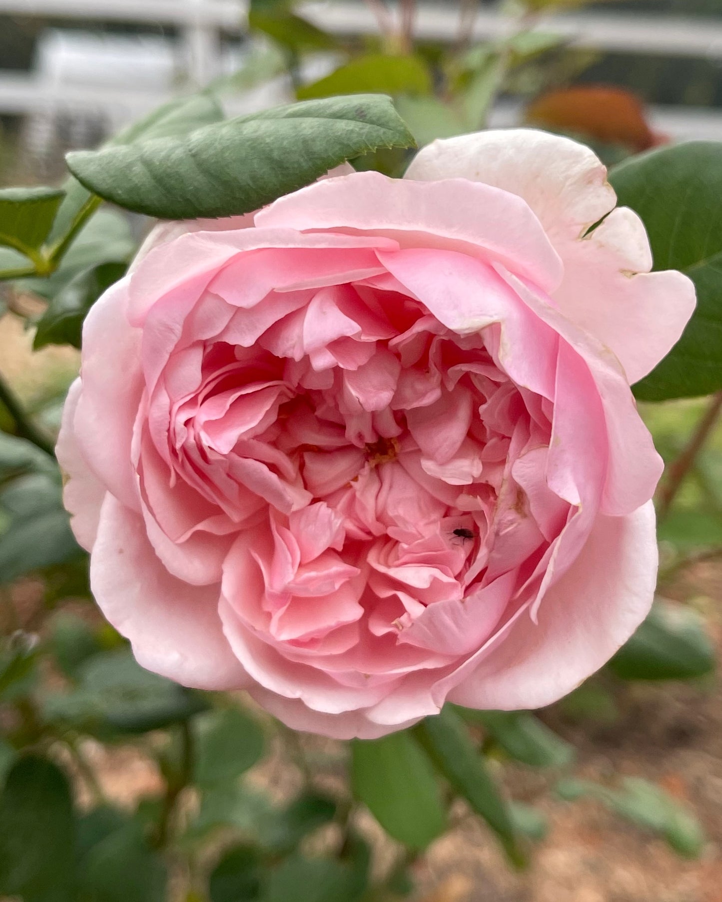 St. Ethelburga (Beabimbo) image 0