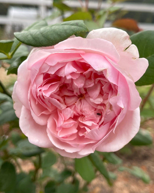 St. Ethelburga (Beabimbo) image 0