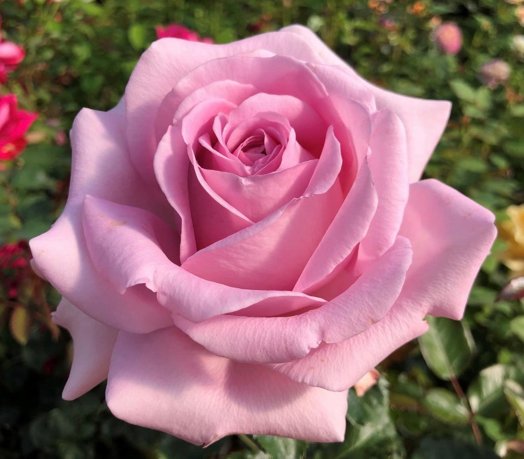 Sweet Willamina image 0