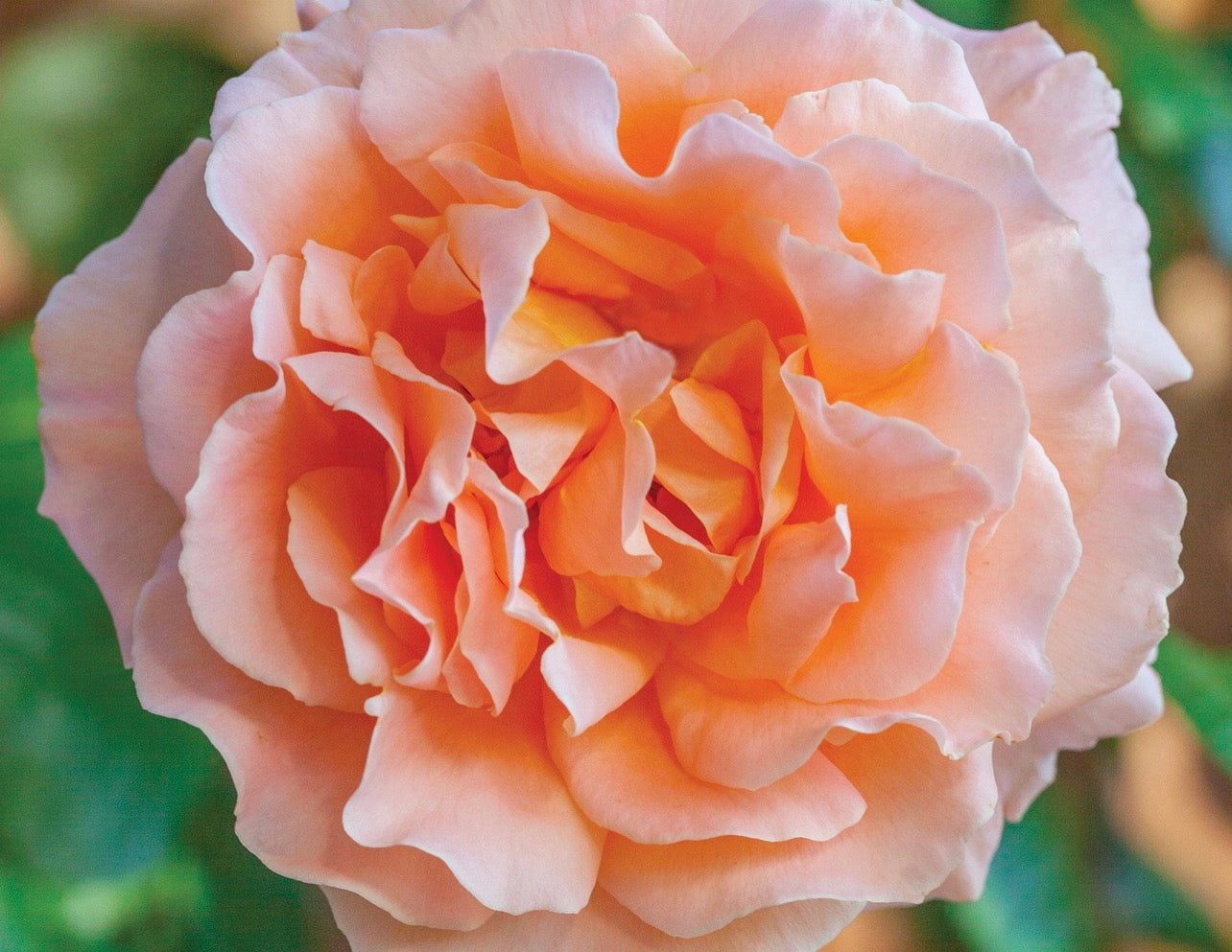 Climbing Lord Byron (MEItosier) image 0