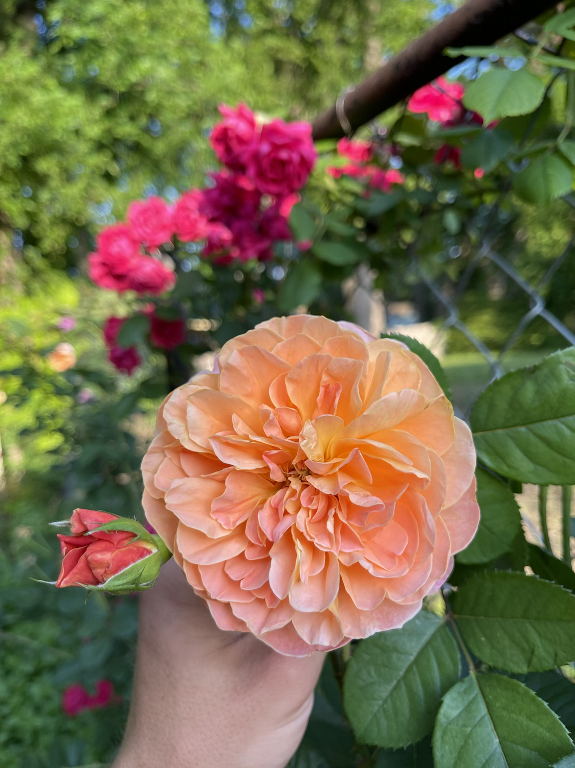 Help Me Find Roses CLEpainter – One Love Rose and Gardens