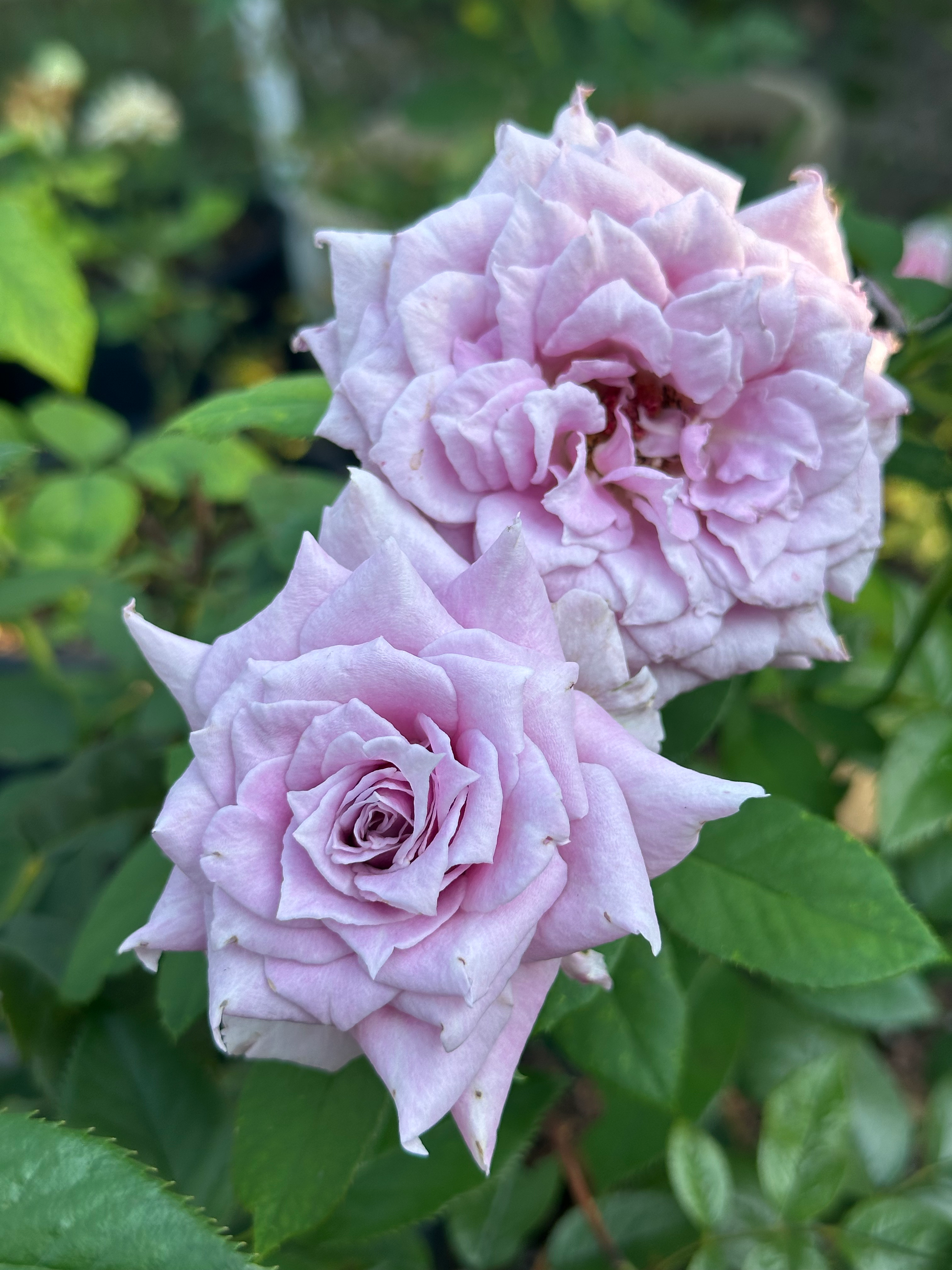 Colin Craven image 0