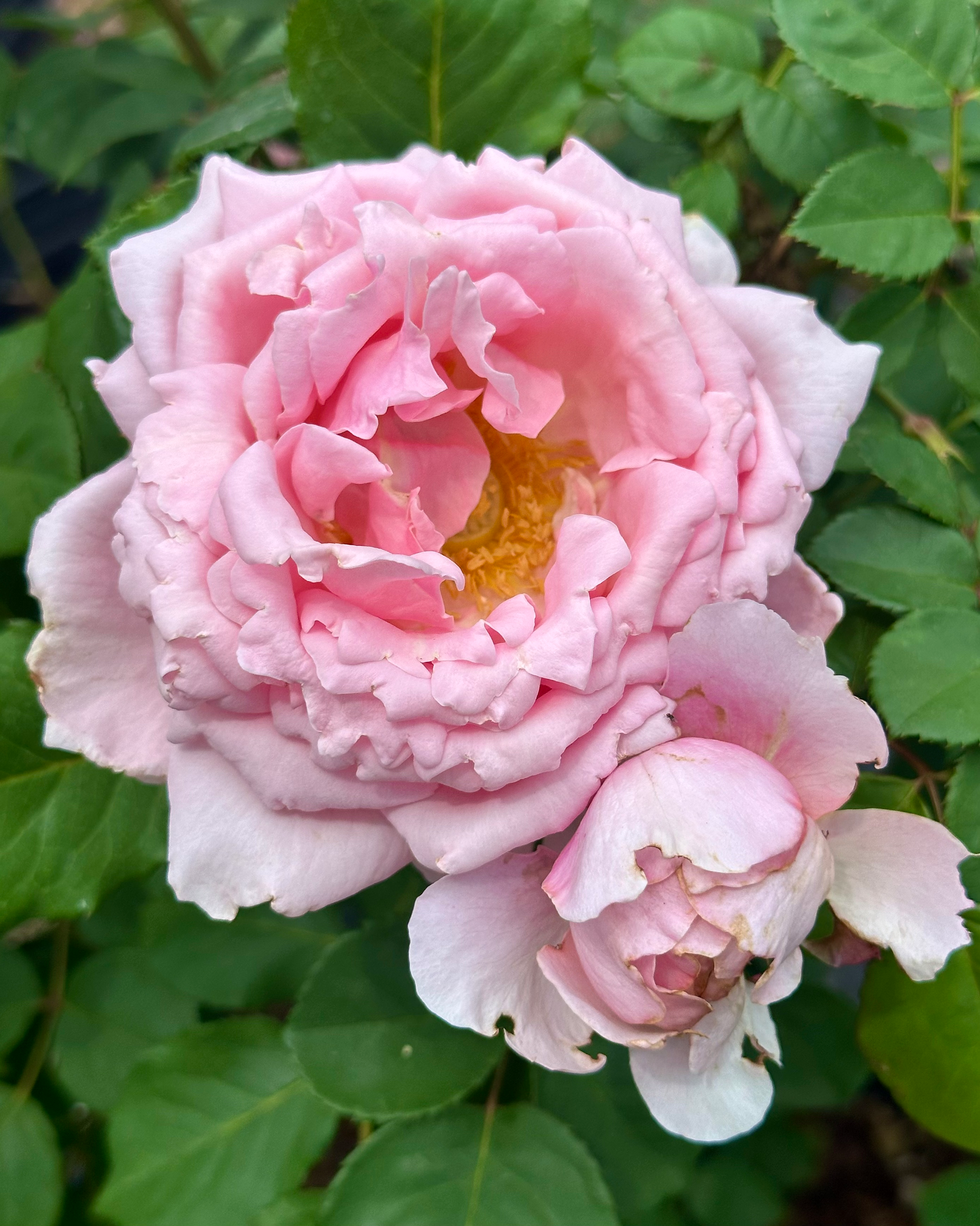 High Fashion (DELroch) image 1