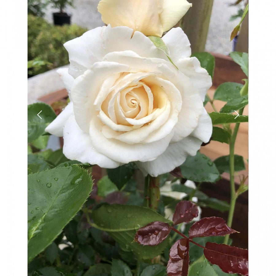 Soft and Sweet  image 0