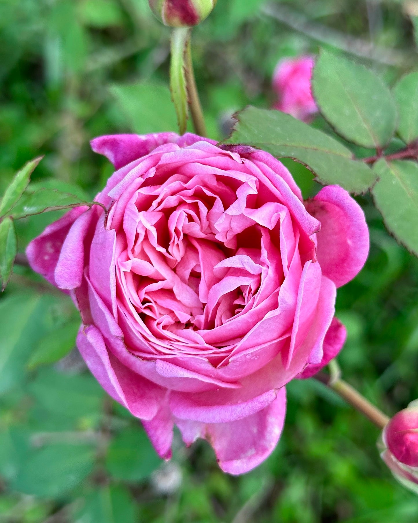 Mrs. B R Cant image 2