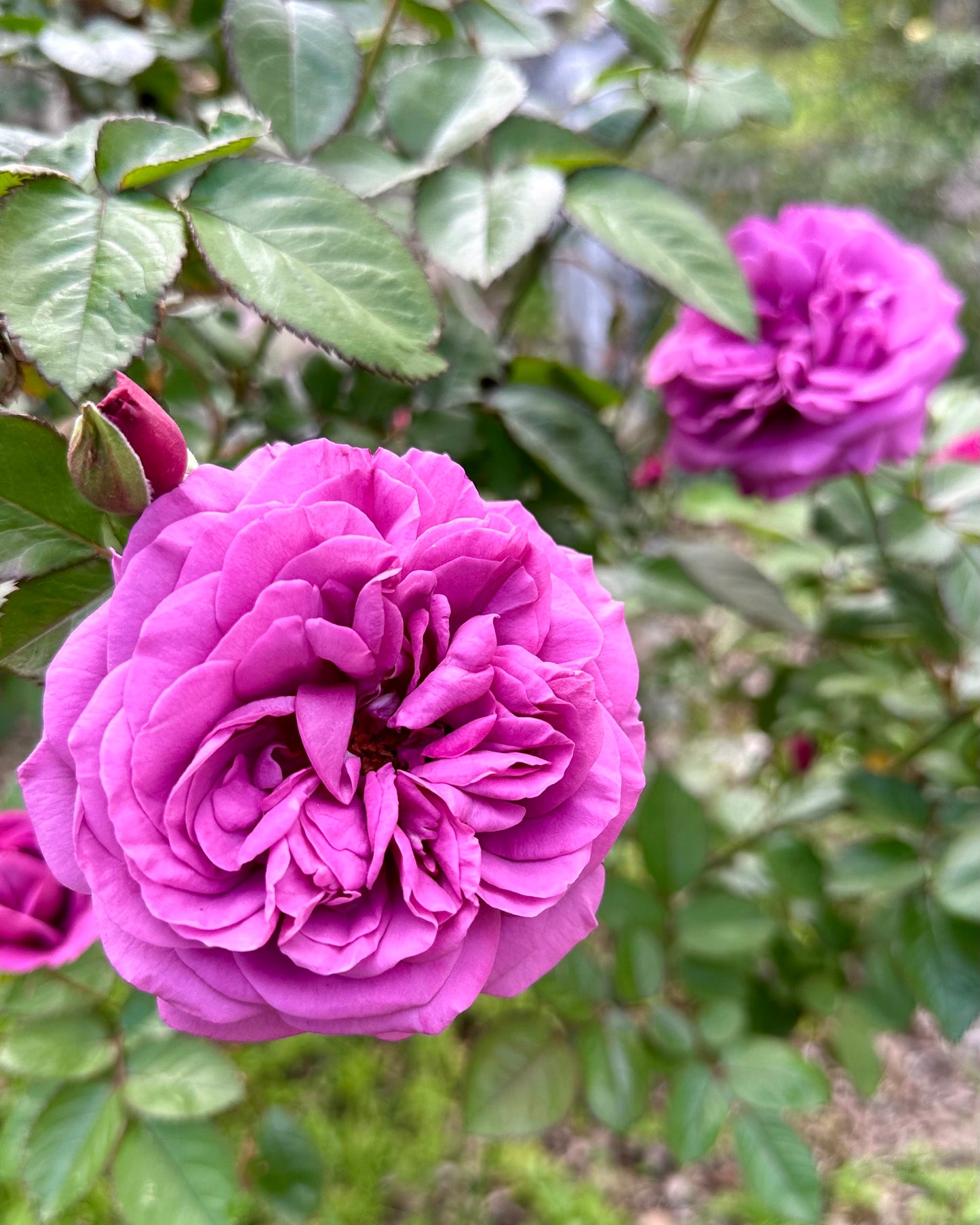 Plum Perfect Sunbelt image 0