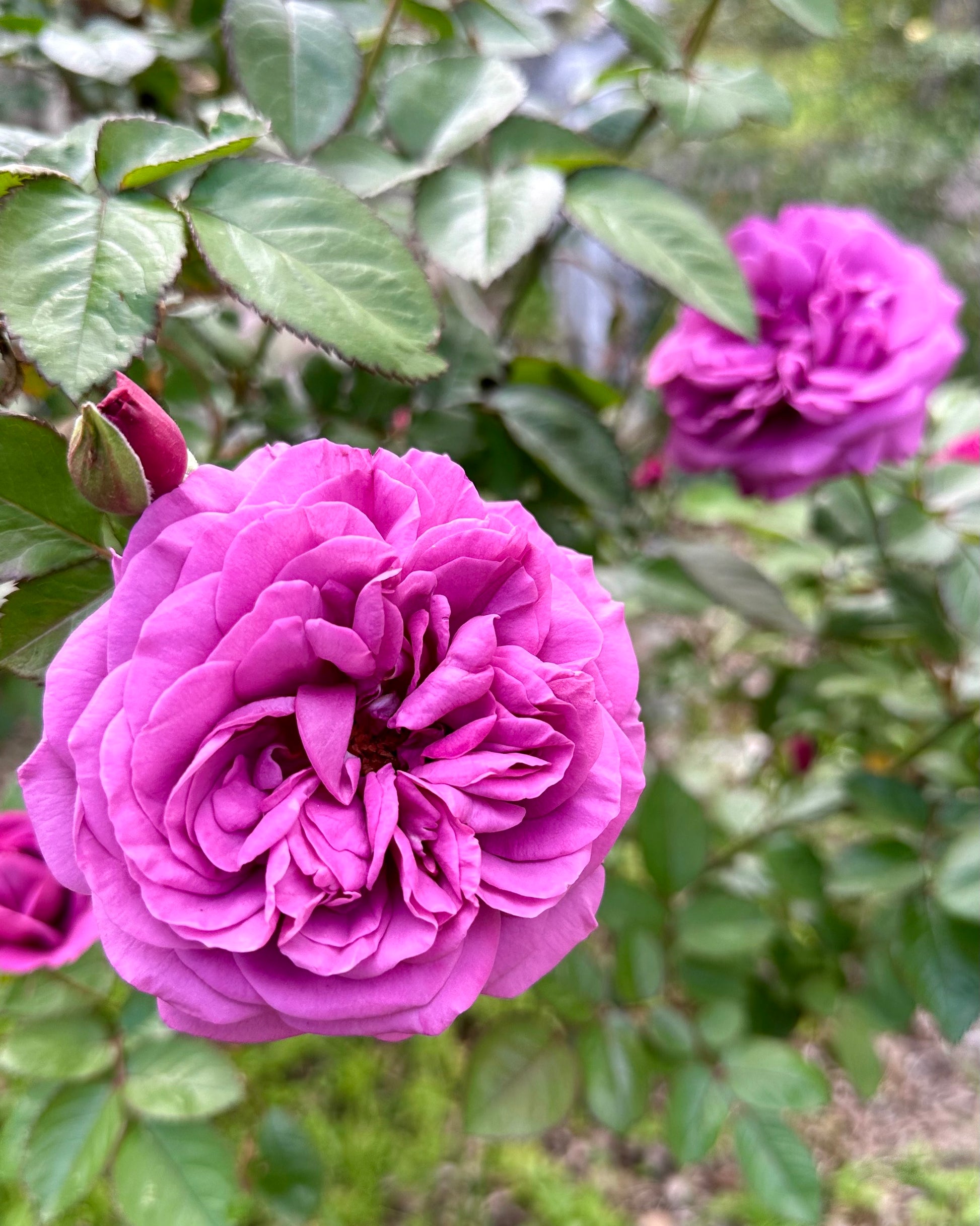 Plum Perfect Sunbelt image 0