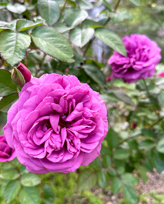 Plum Perfect Sunbelt image 0