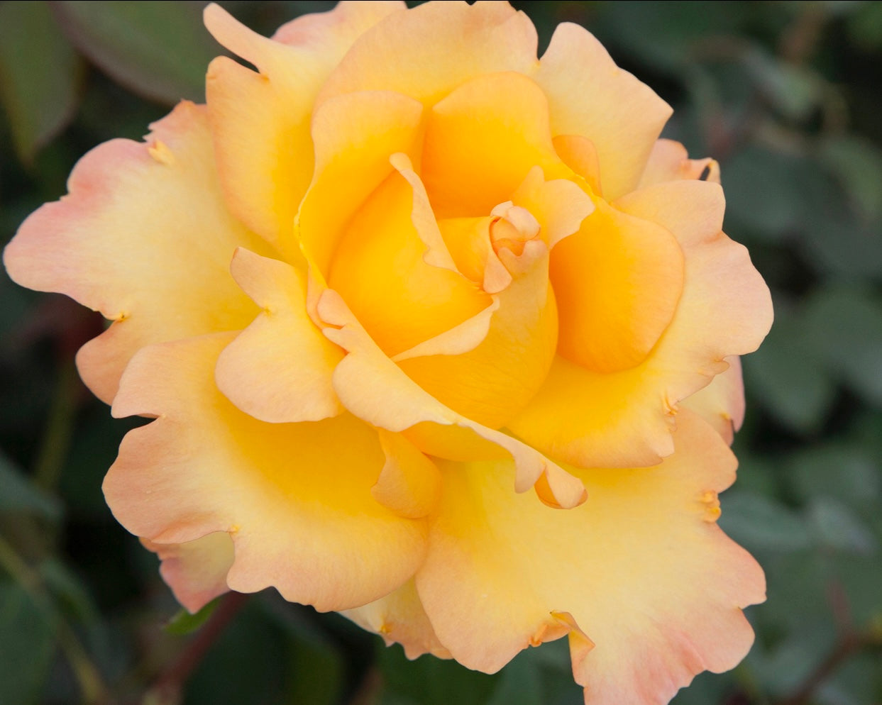 Gold Struck™ image 1