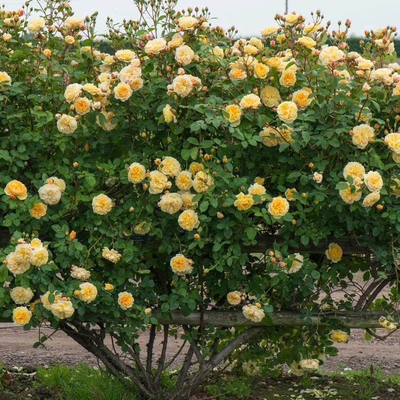 Teasing Georgia image 0