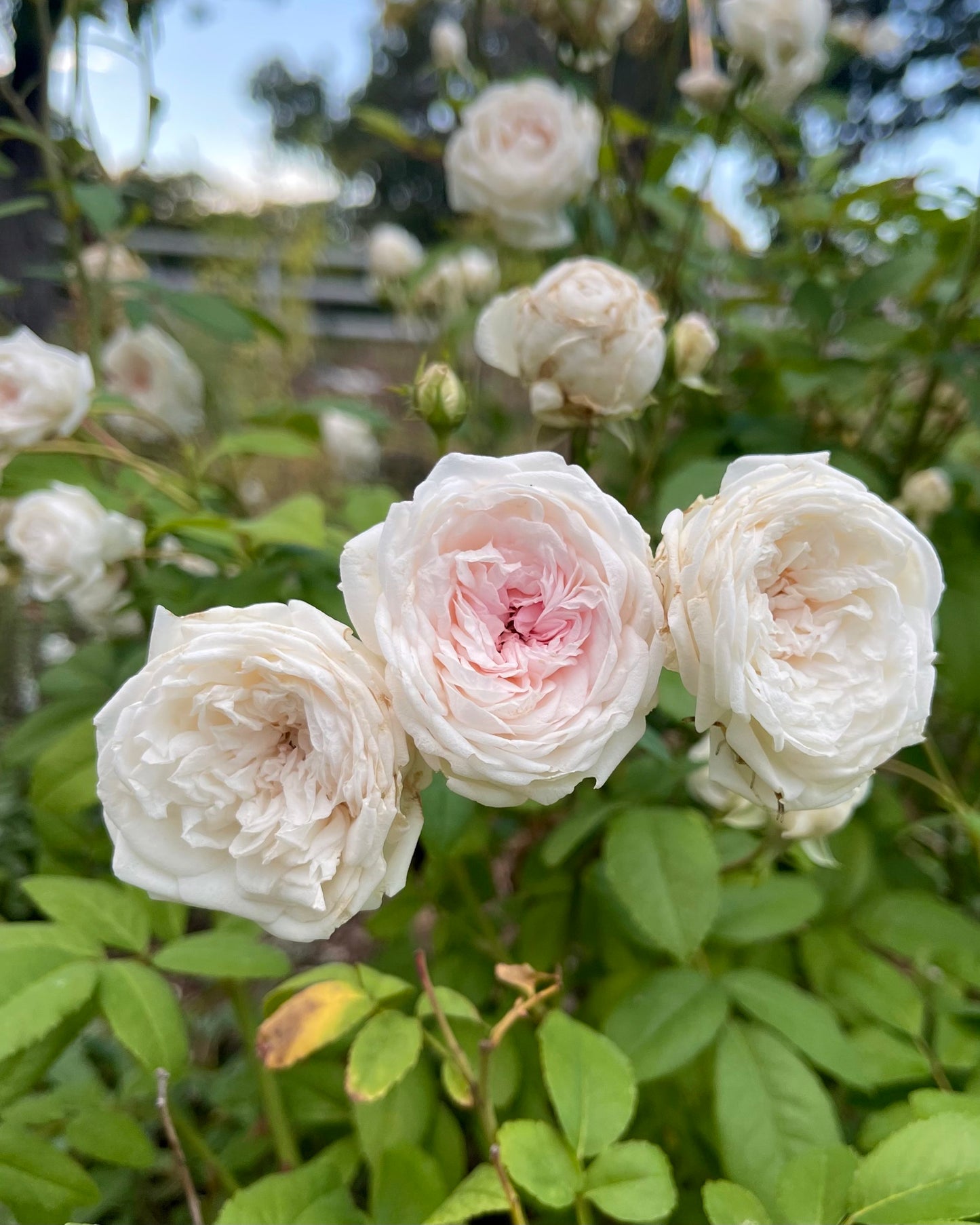 Clotilde Soupert image 1