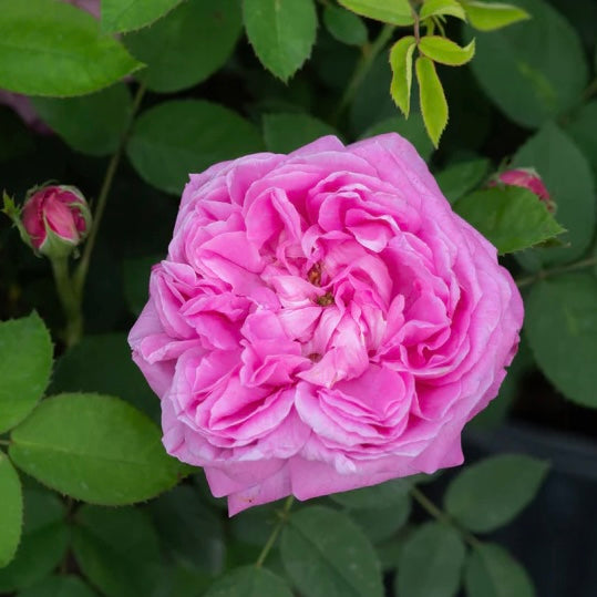 Baronne Prevost image 0