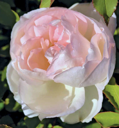 Madame Joseph Schwartz image 1