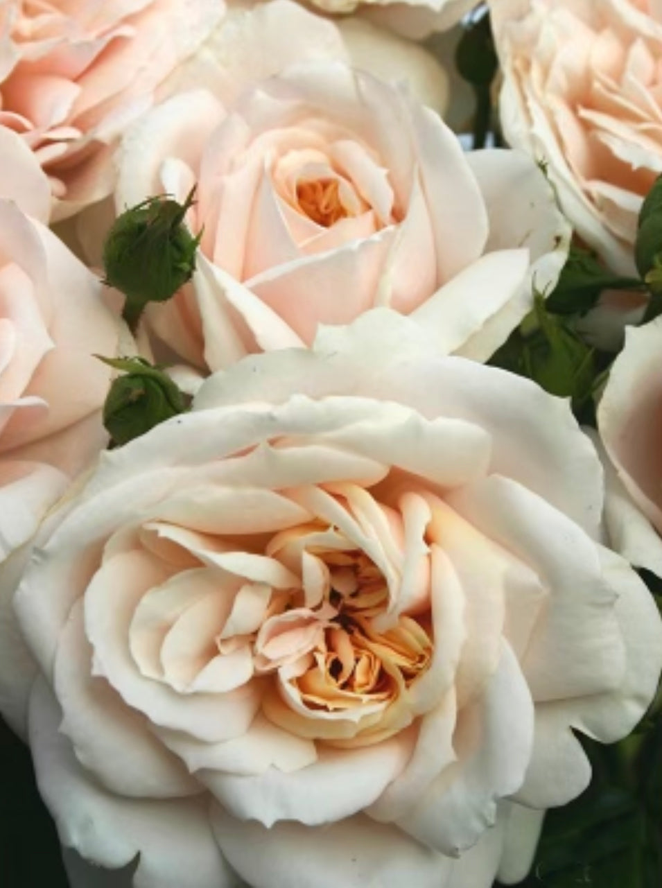 Lion's Fairy Tale image 0