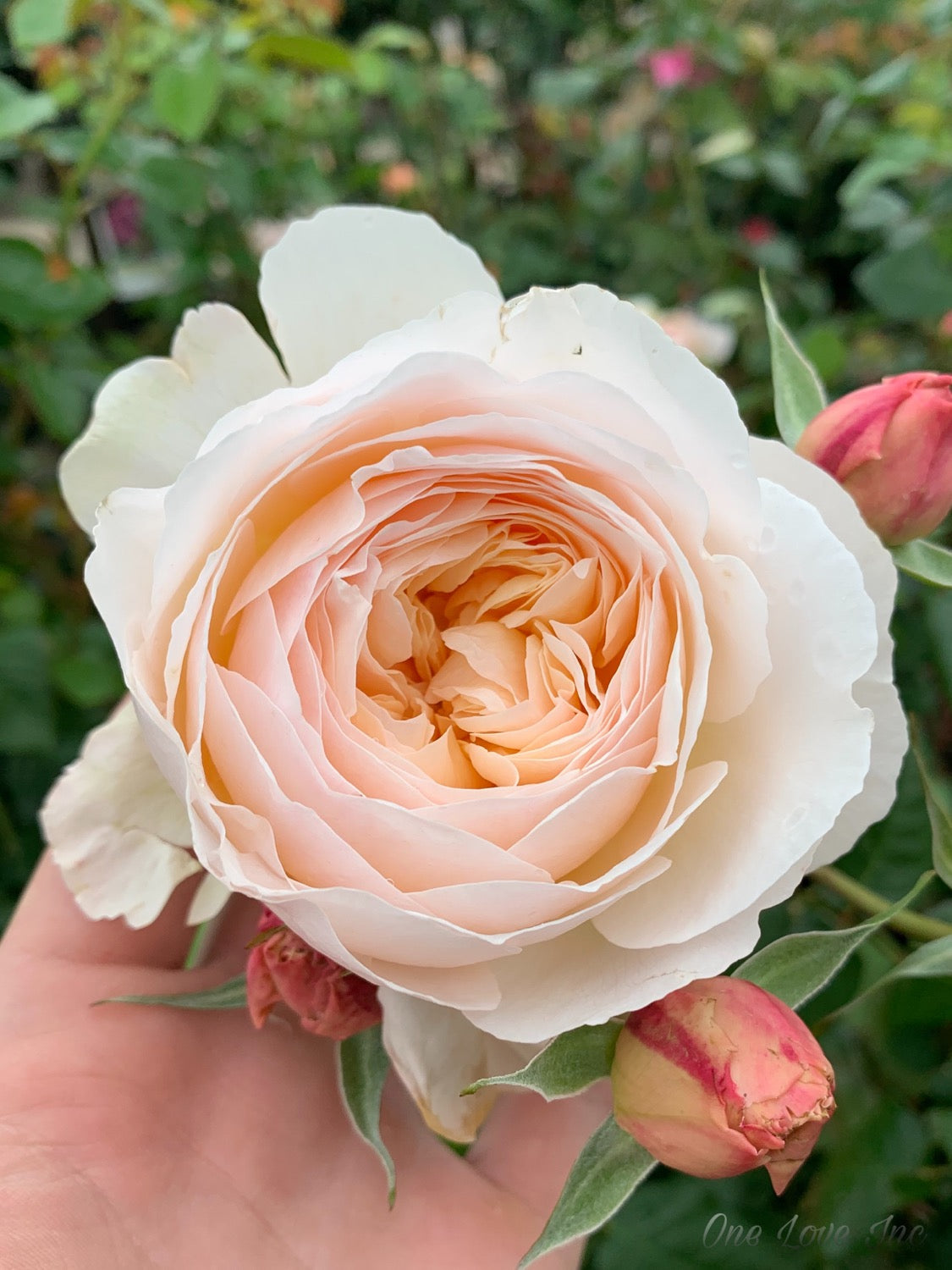 Help Me Find Roses Garden and Home (DELanac) – One Love Rose and Gardens