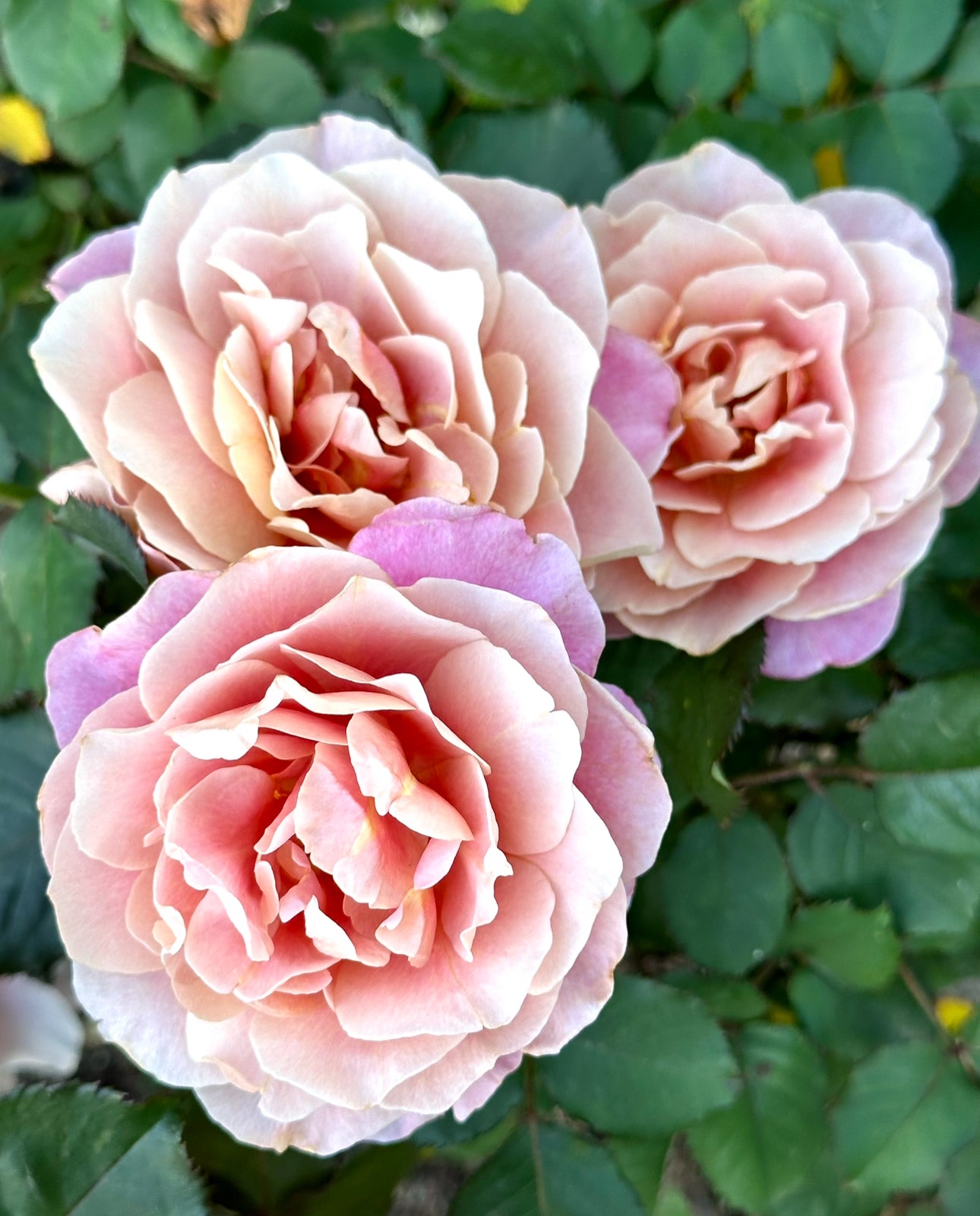 Distant Drums image 1