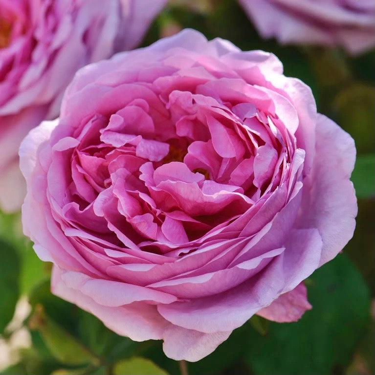 Comte de Chambord image 0