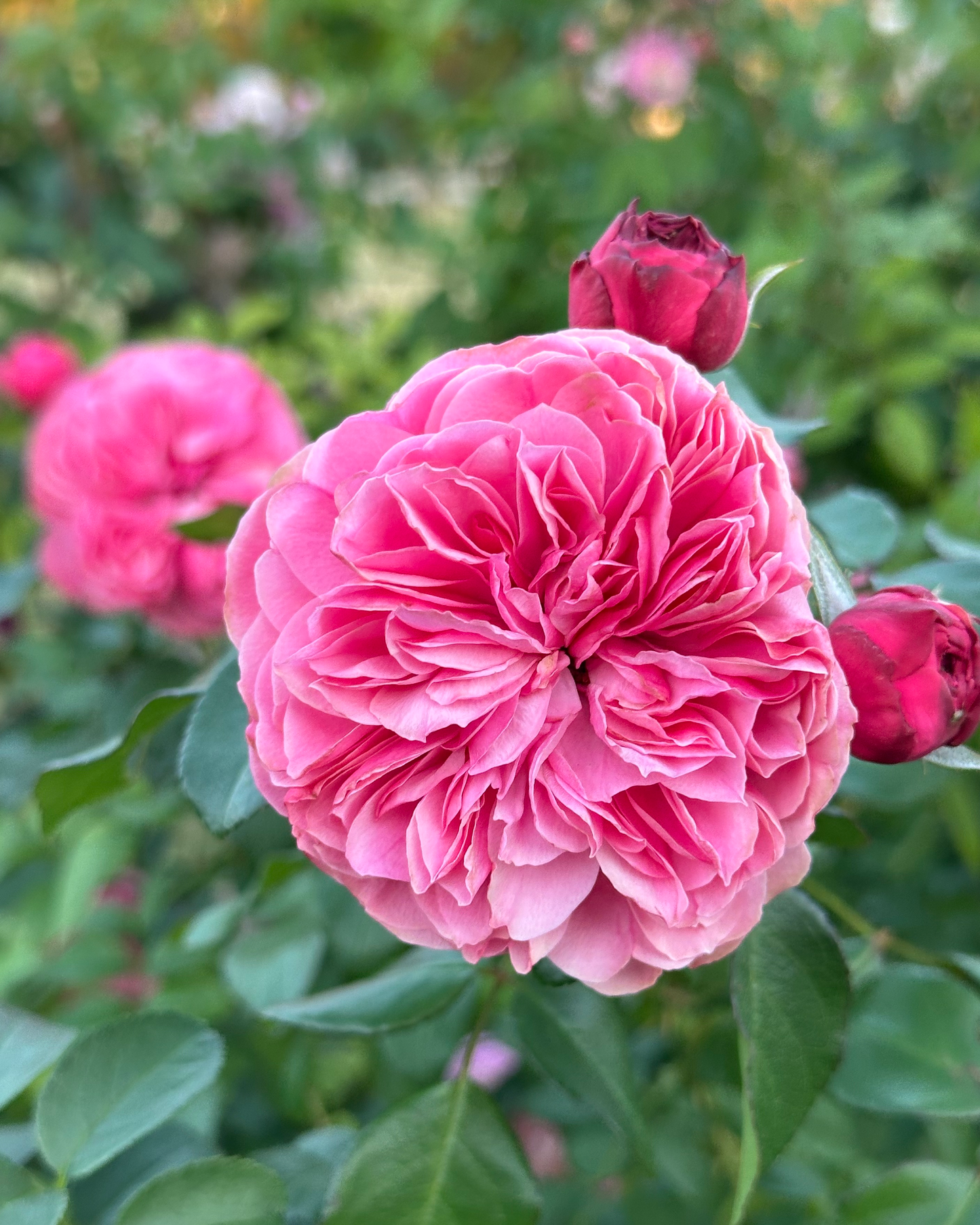 Leonard en Rose (MEIdeauri) image 0