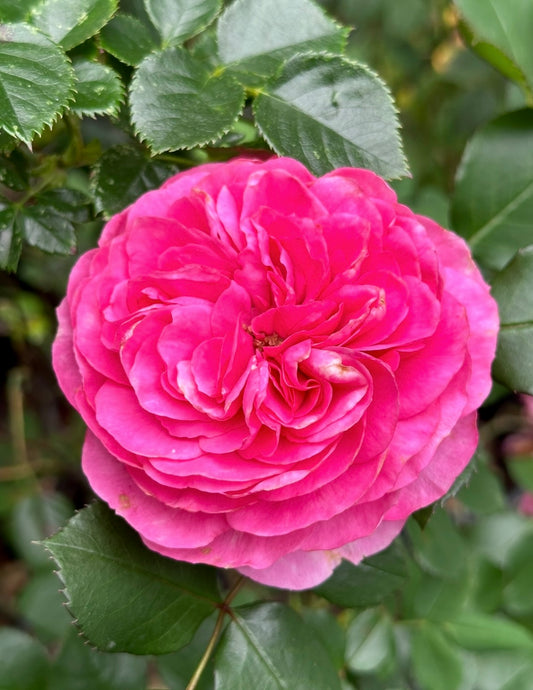 Countess of Dartrey (TAN97094EDV) image 0