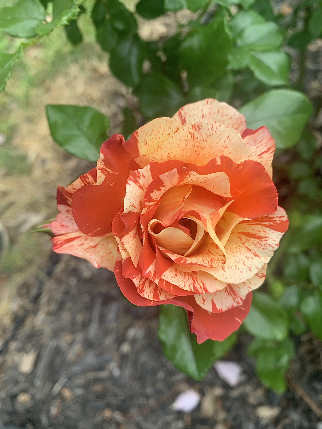 Ivan Crowther (DELstrijor) image 3