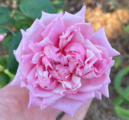 Maman Cochet image 0