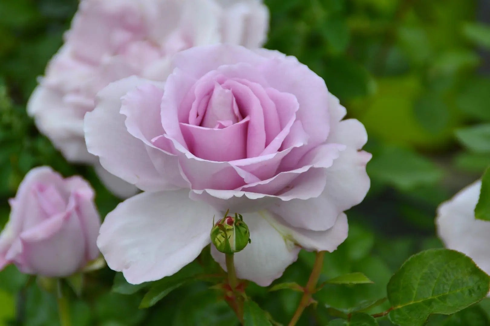 Le Petit Prince image 0