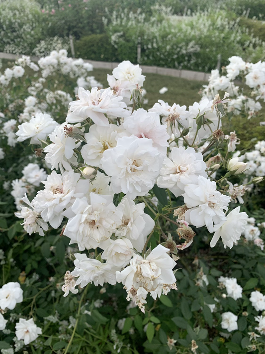 Jeanne d'Arc image 0