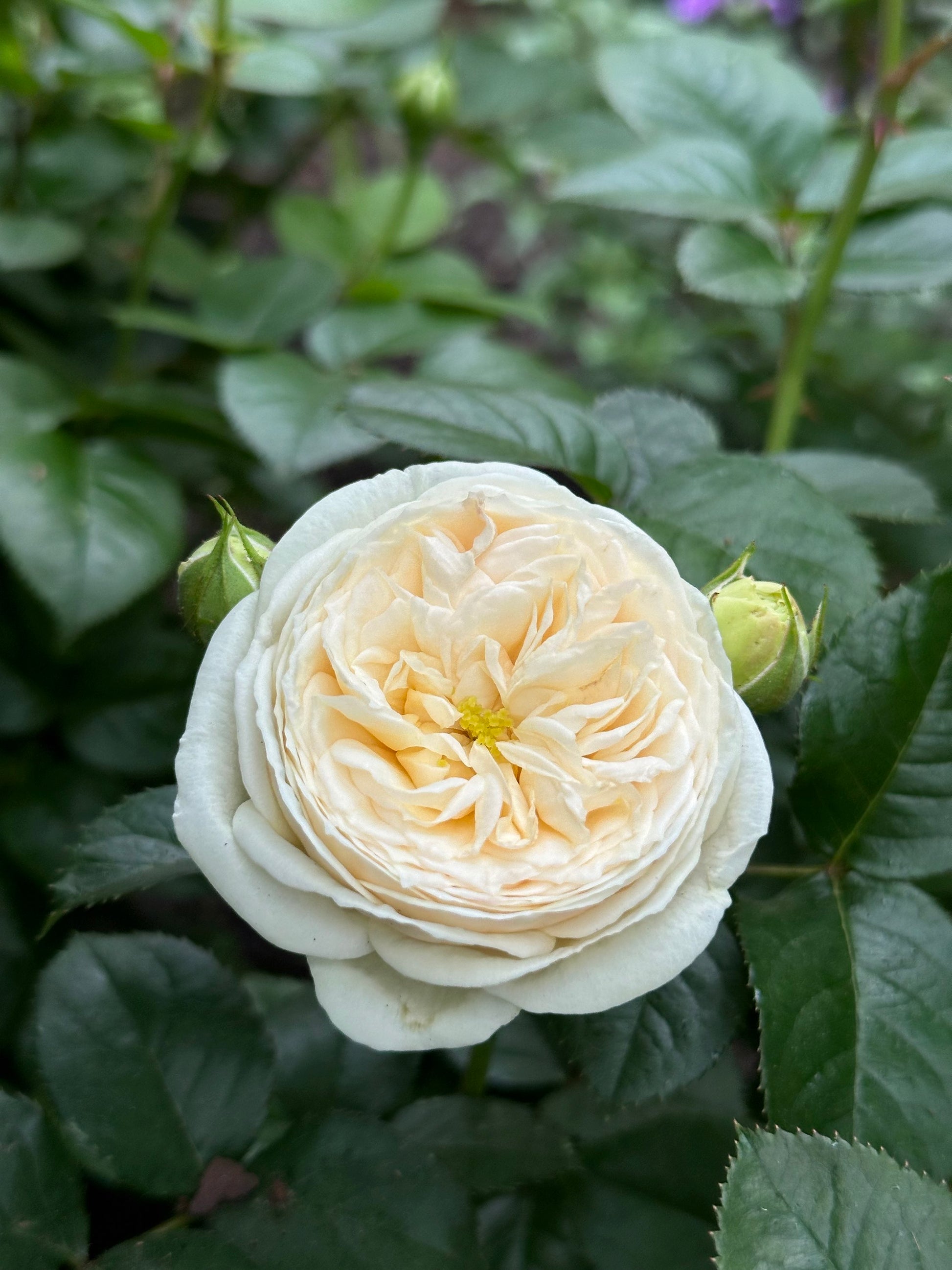 Sweet Child of Mine (TANsimetra) image 1