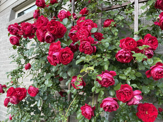 Climbing Florentina image 0