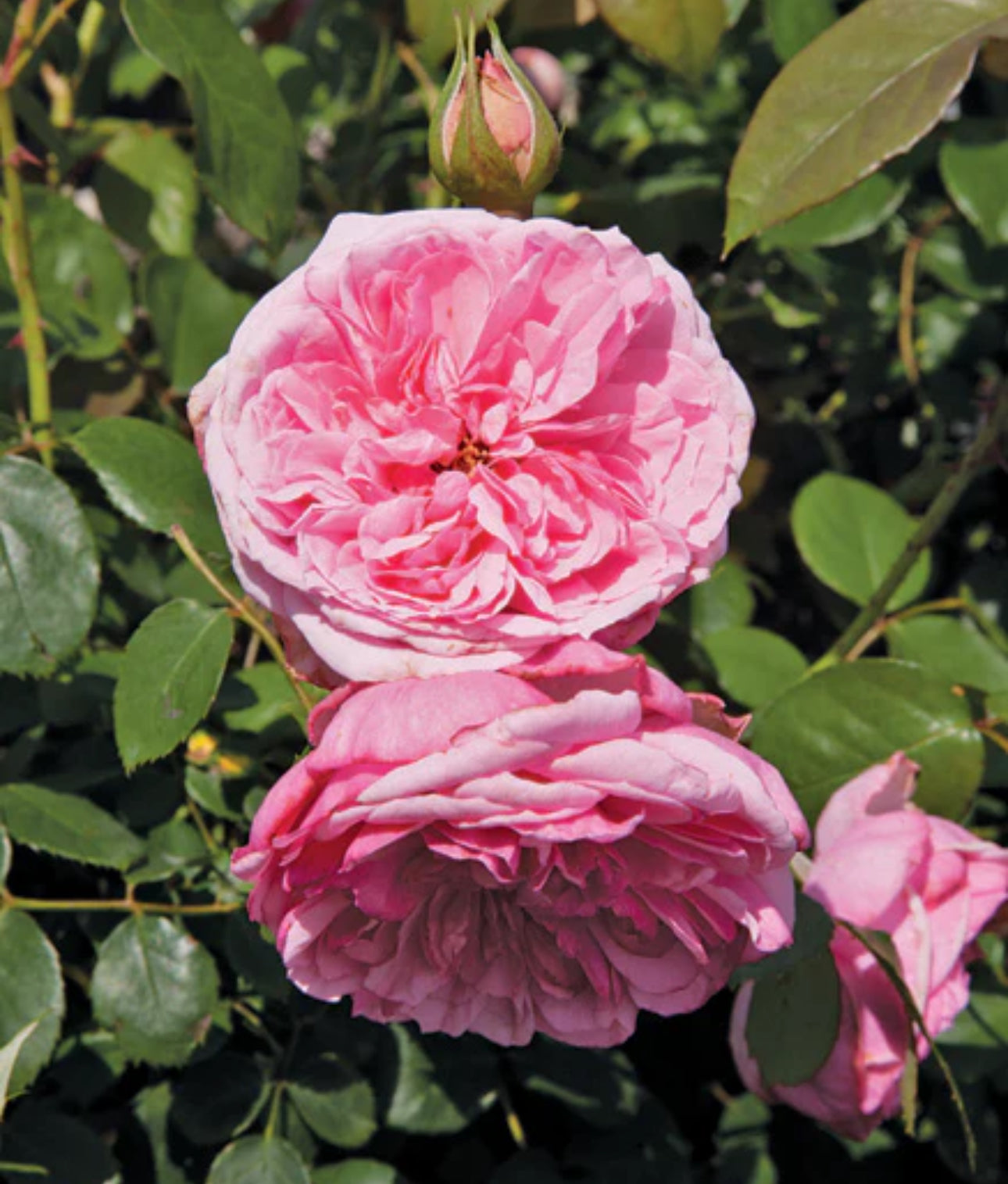 Pioneer Spirit image 1